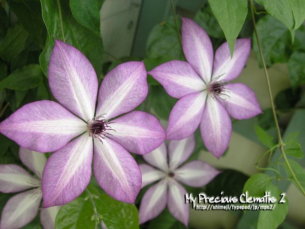 フォンドメモリーズ My Precious Clematis 2