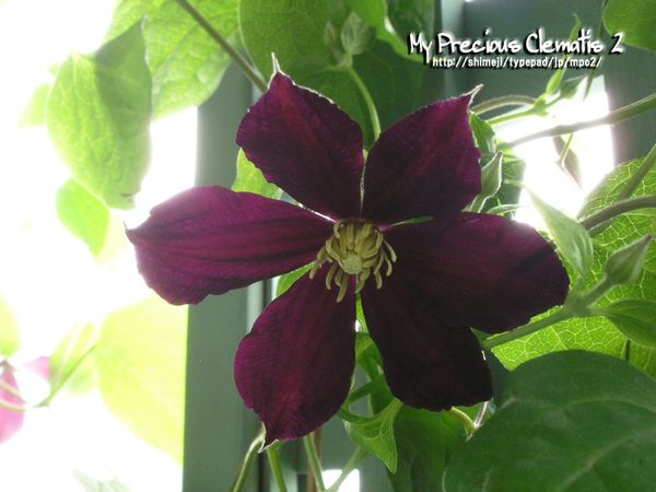 ミケリテ My Precious Clematis 2