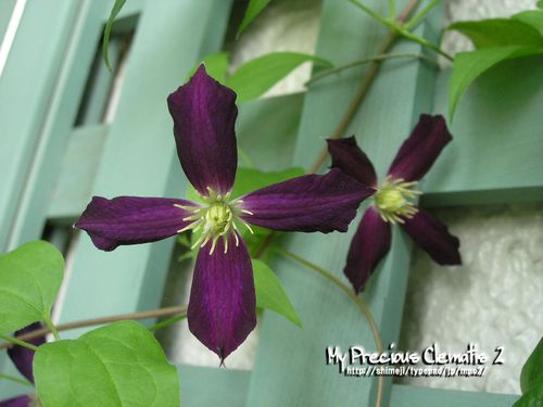 ミケリテ My Precious Clematis 2