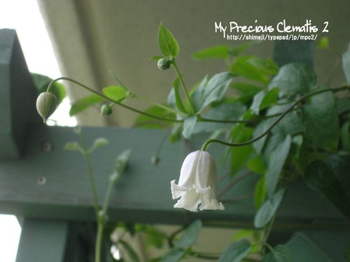 カイウ My Precious Clematis 2