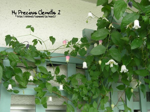 □ カイウ - My Precious Clematis 2 □ カイウ - My Precious Clematis 2