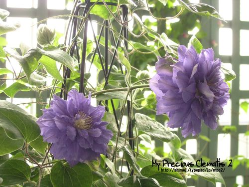 My Precious Clematis 2 032 花形別 八重咲き