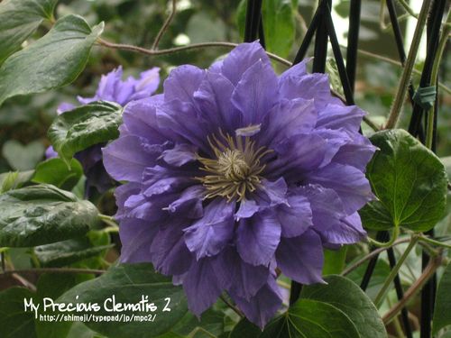 My Precious Clematis 2 032 花形別 八重咲き